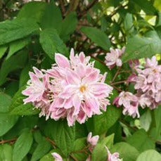 DEUTZIA SCABRA ROSE