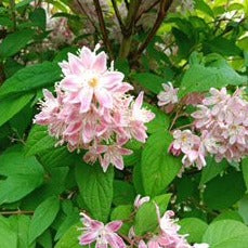 DEUTZIA SCABRA ROSE