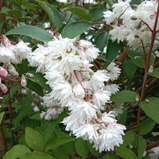 DEUTZIA SCABRA BLANC