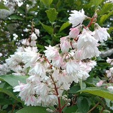 DEUTZIA SCABRA BLANC