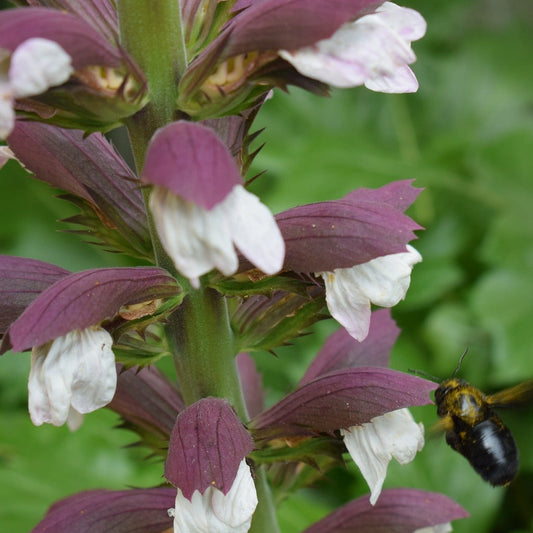 ACANTHUS MOLLIS Le Jardin Mellifere