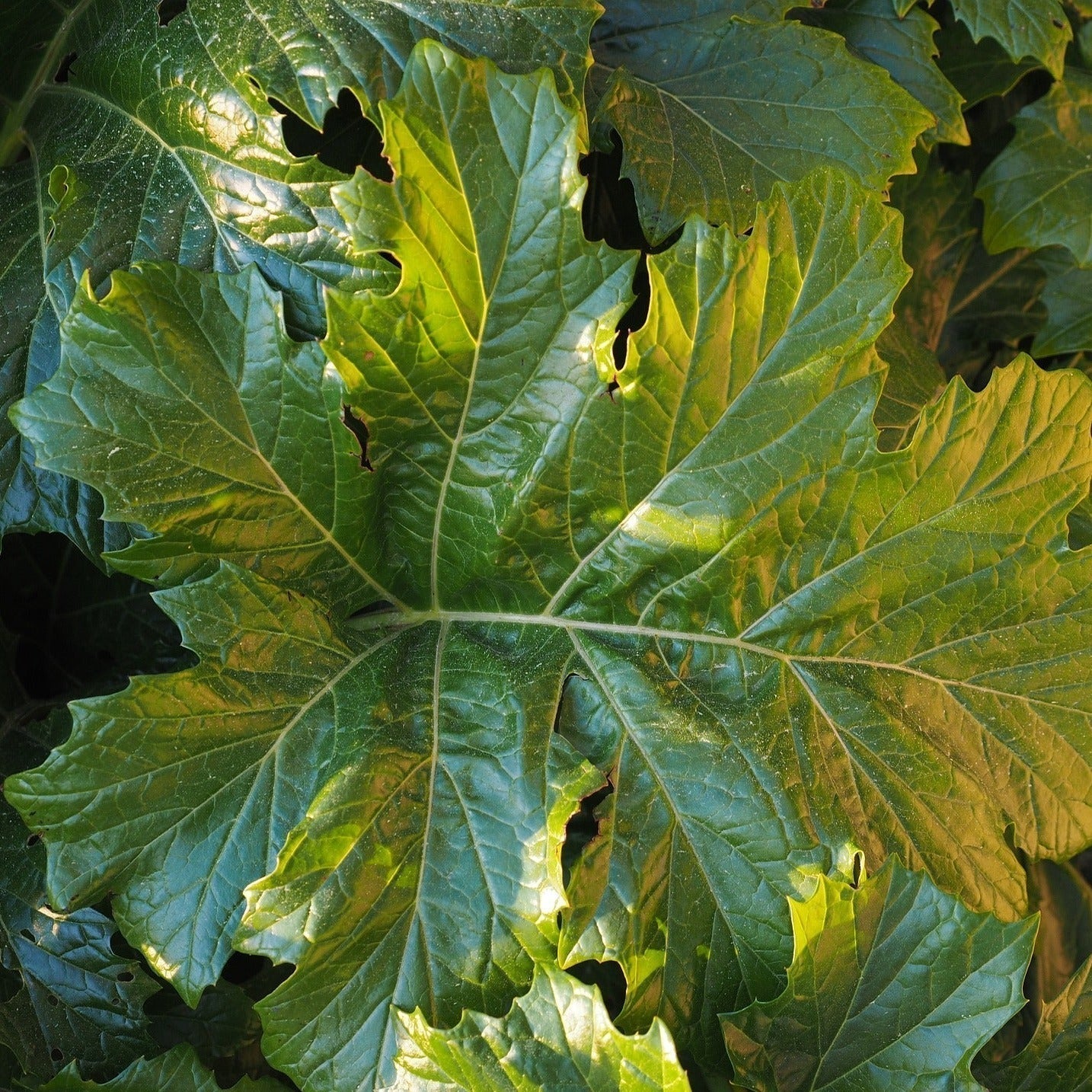 ACANTHUS MOLLIS Le Jardin Mellifere