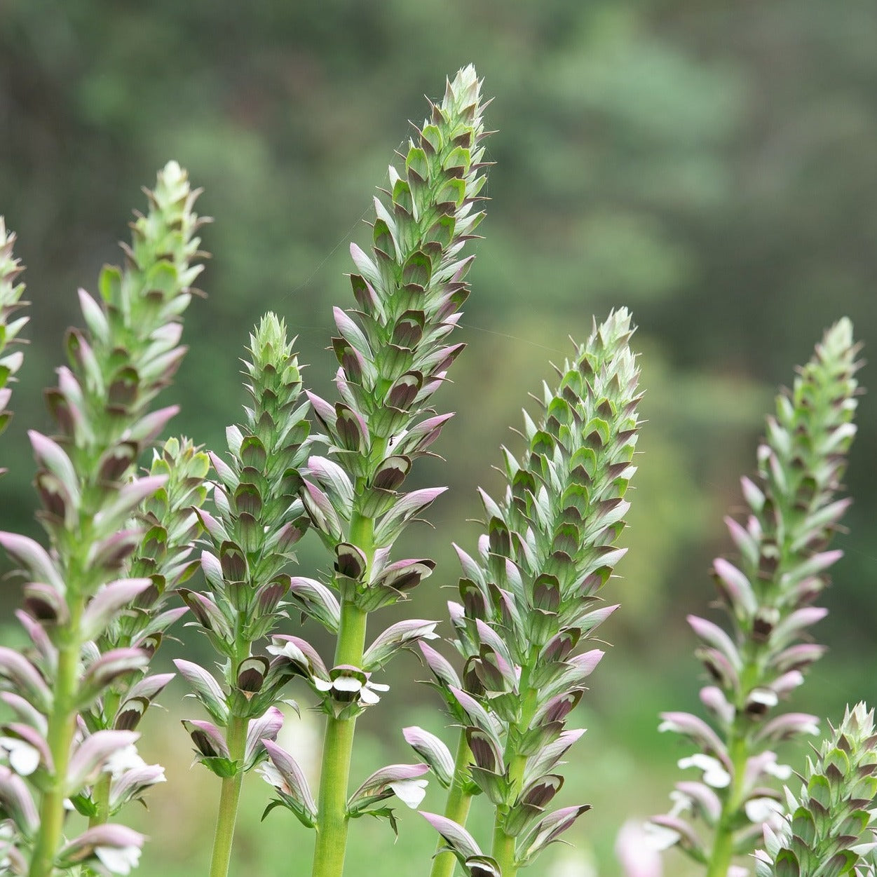 ACANTHUS MOLLIS Le Jardin Mellifere