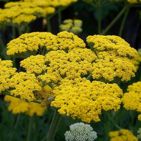 ACHILLEE FILIPENDULE Le Jardin Mellifere