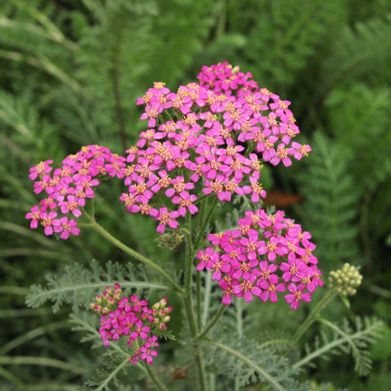 ACHILLEE MILLEFEUILLE "CERISE QUEEN" Le Jardin Mellifere