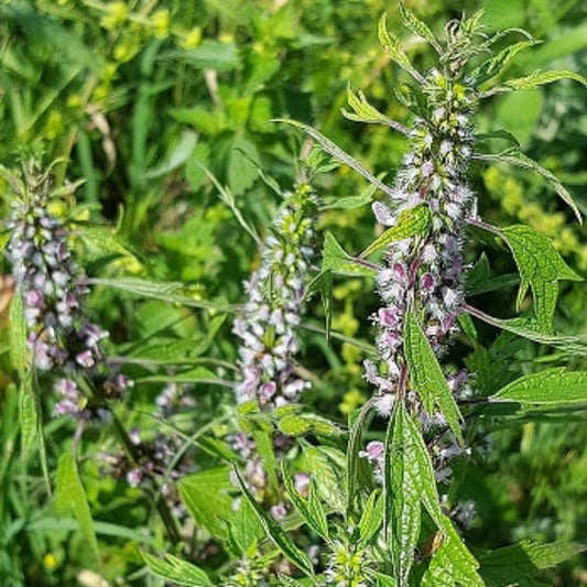 AGRIPAUME CARDIAQUE Le Jardin Mellifere