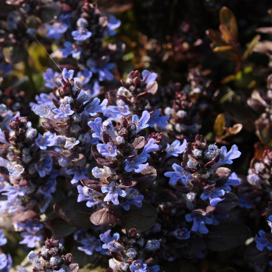 AJUGA REPTANS Le Jardin Mellifere