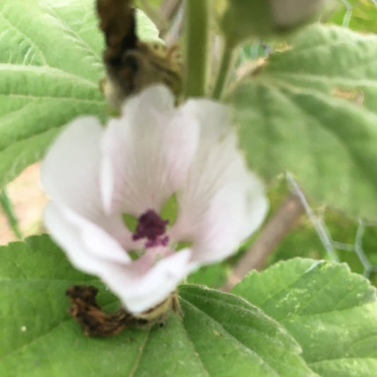 ALTHAEA OFFICINALIS (GUIMAUVE) Le Jardin Mellifere