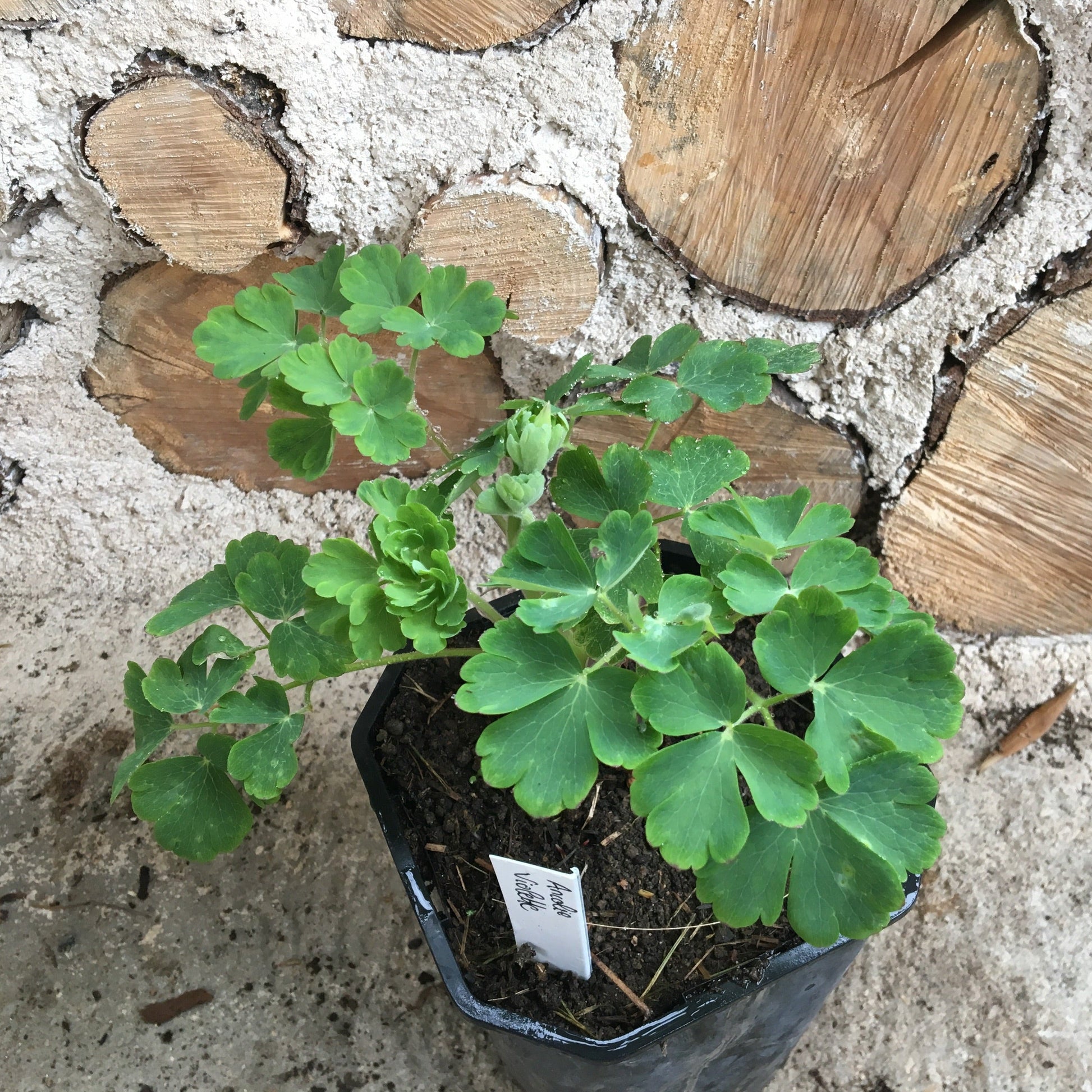 AQUILEGIA ALPINA Le Jardin Mellifere