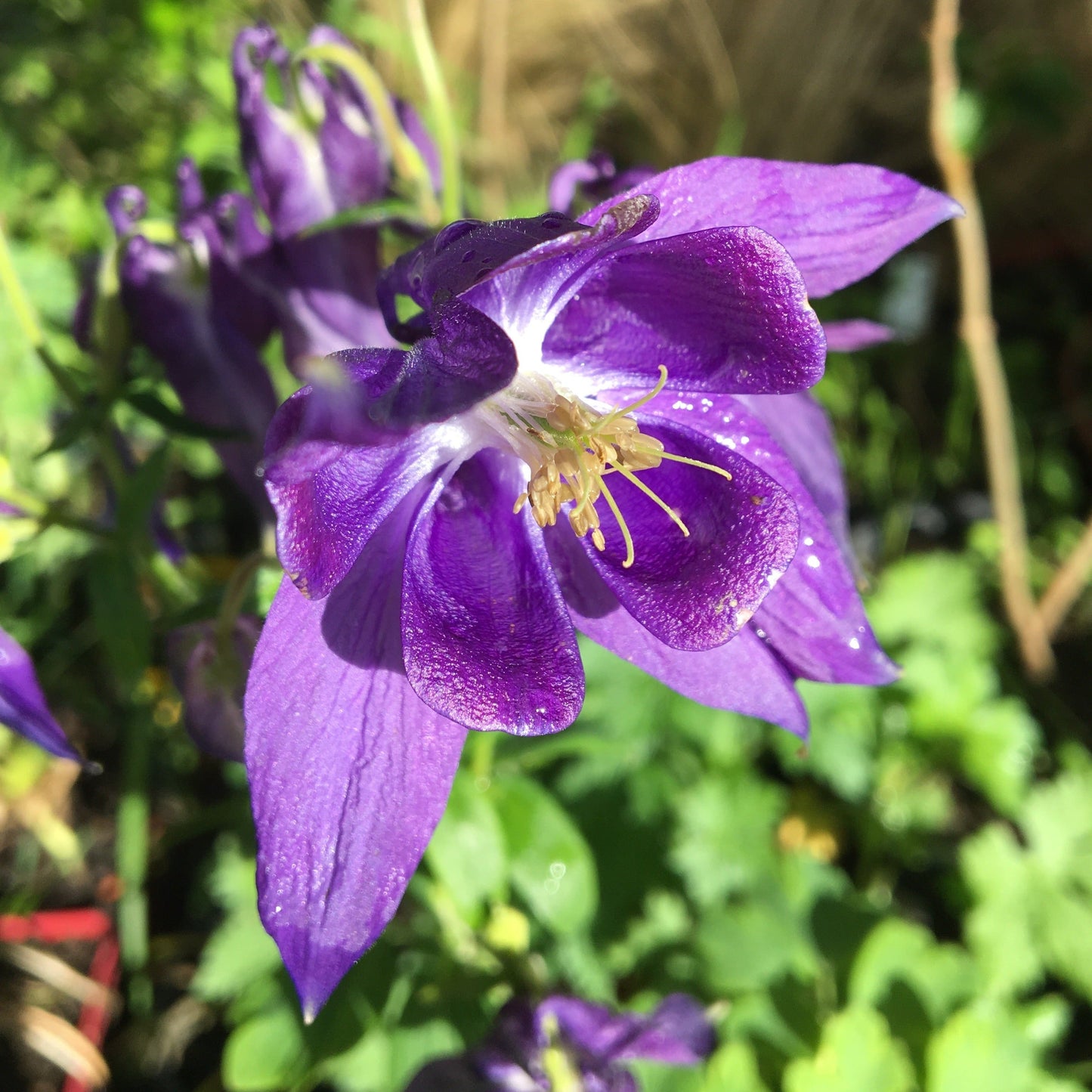 AQUILEGIA ALPINA Le Jardin Mellifere