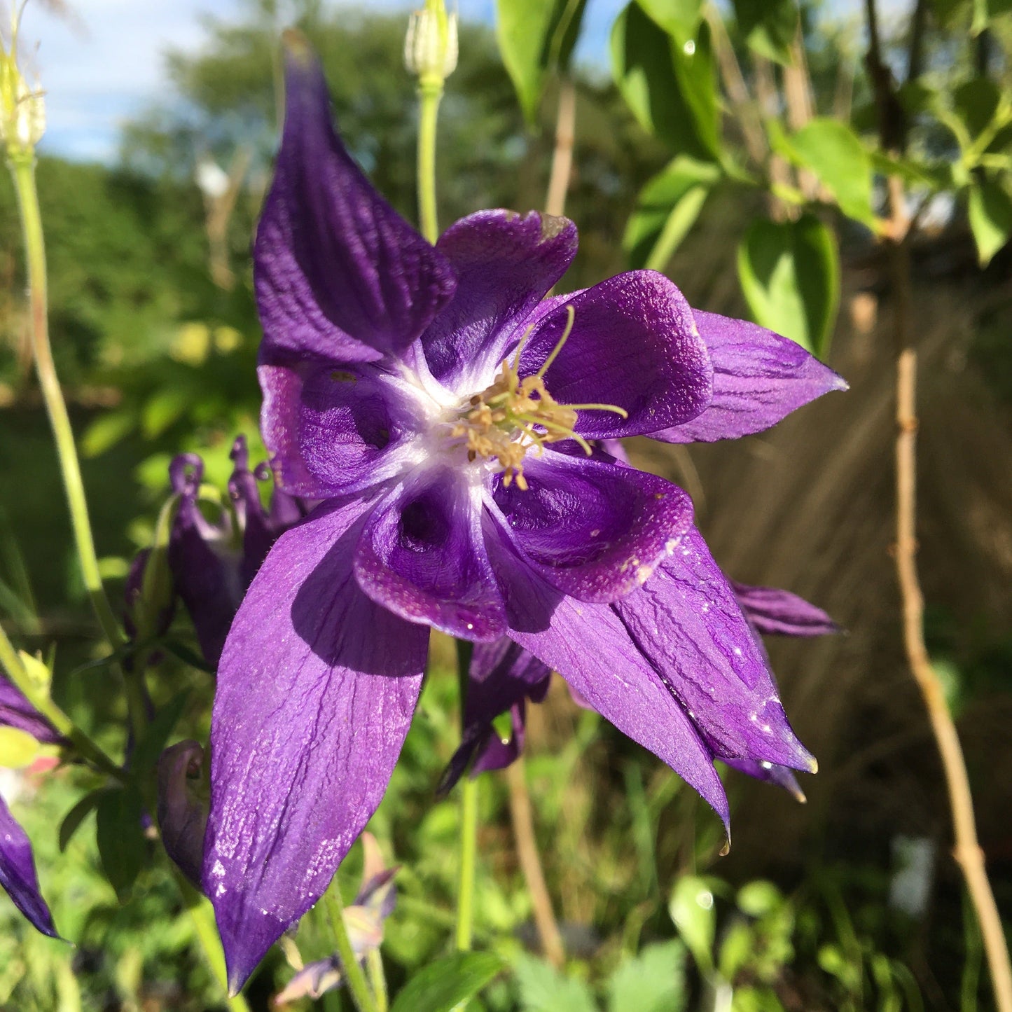 AQUILEGIA ALPINA Le Jardin Mellifere