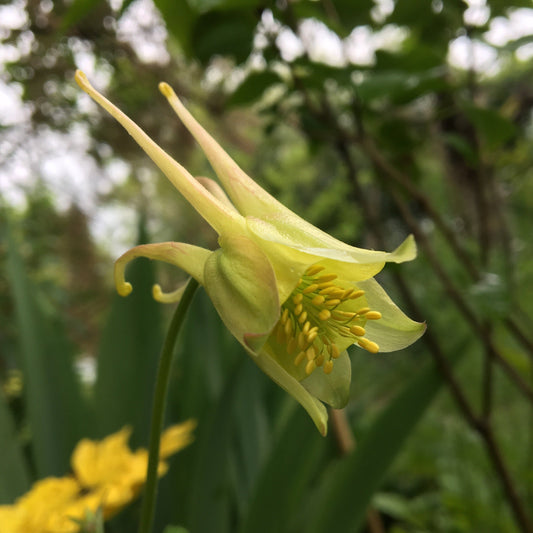 AQUILEGIA CHRYSANTHA YELLOW QUEEN Le Jardin Mellifere