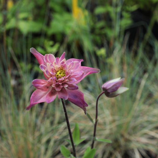 AQUILEGIA "CLEMENTINE SALMON ROSE" Le Jardin Mellifere