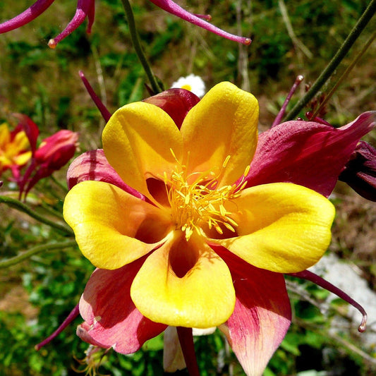 AQUILEGIA MACKANA VARIEE Le Jardin Mellifere