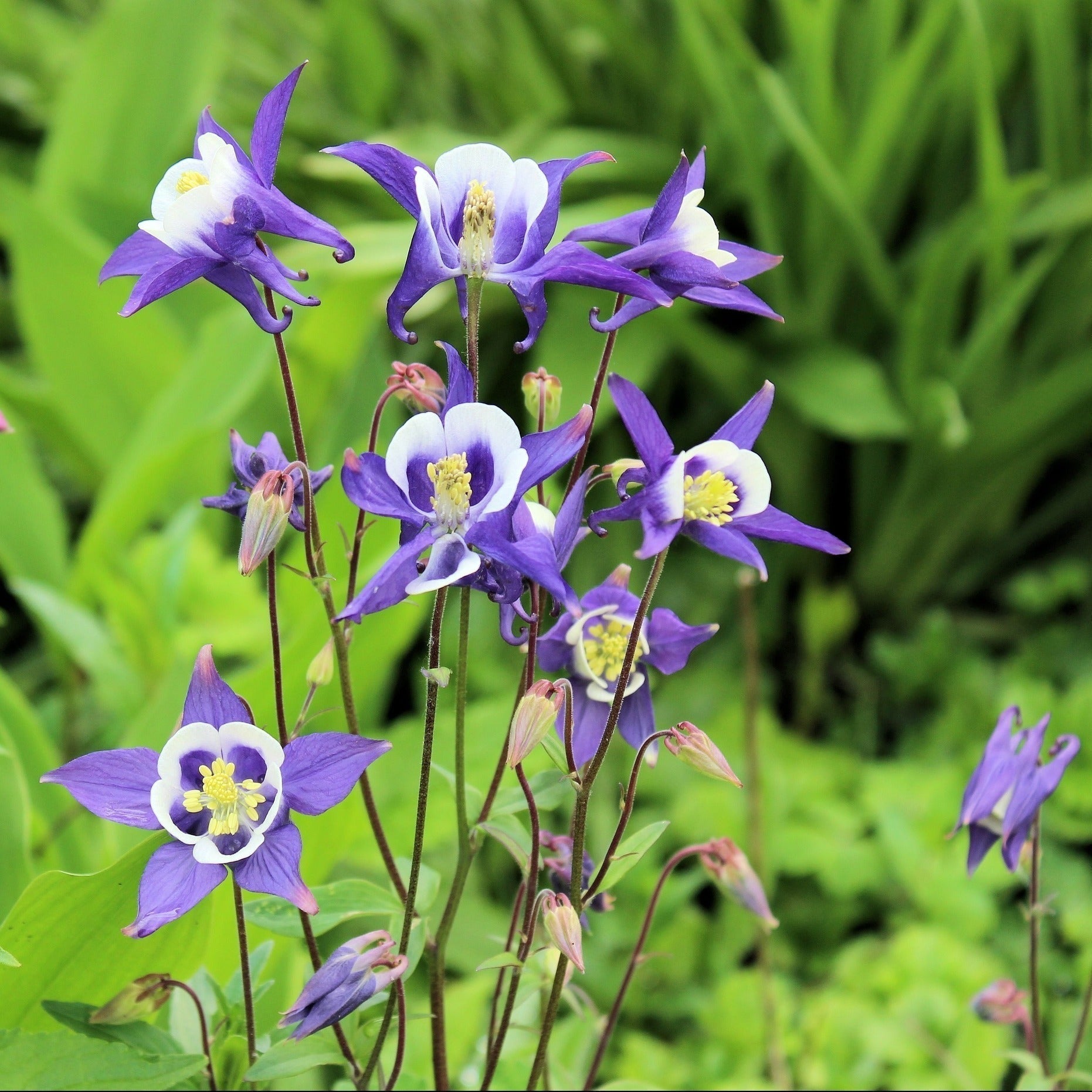 AQUILEGIA MRS SCOTT ELLIOTT Le Jardin Mellifere