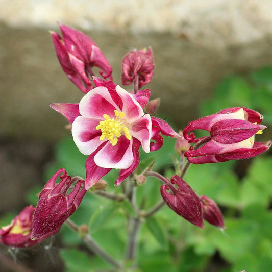 AQUILEGIA MRS SCOTT ELLIOTT Le Jardin Mellifere