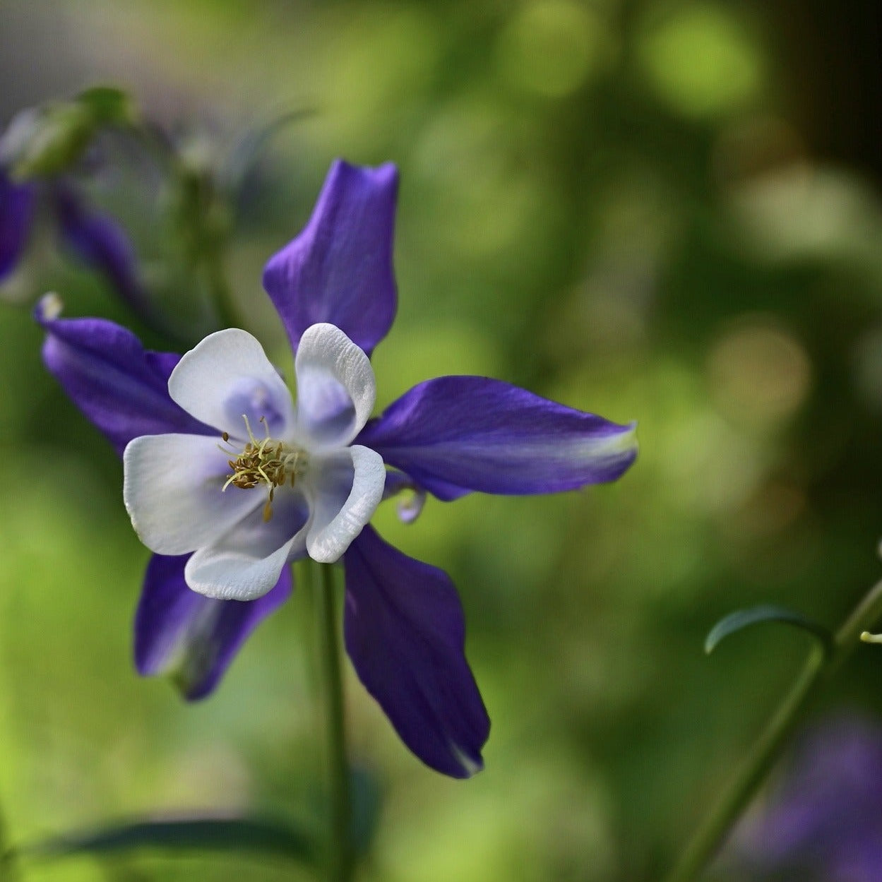 AQUILEGIA MRS SCOTT ELLIOTT Le Jardin Mellifere