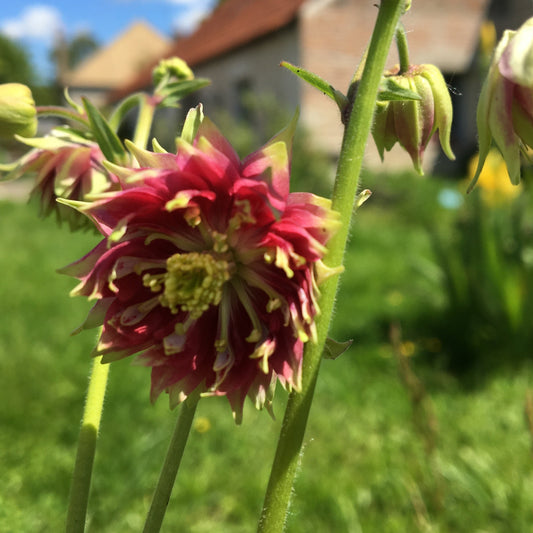 AQUILEGIA NORA BARLOW Le Jardin Mellifere