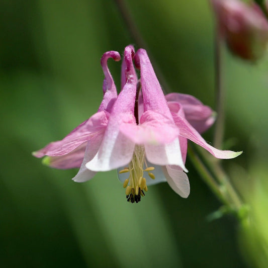 AQUILEGIA ROSE QUEEN Le Jardin Mellifere