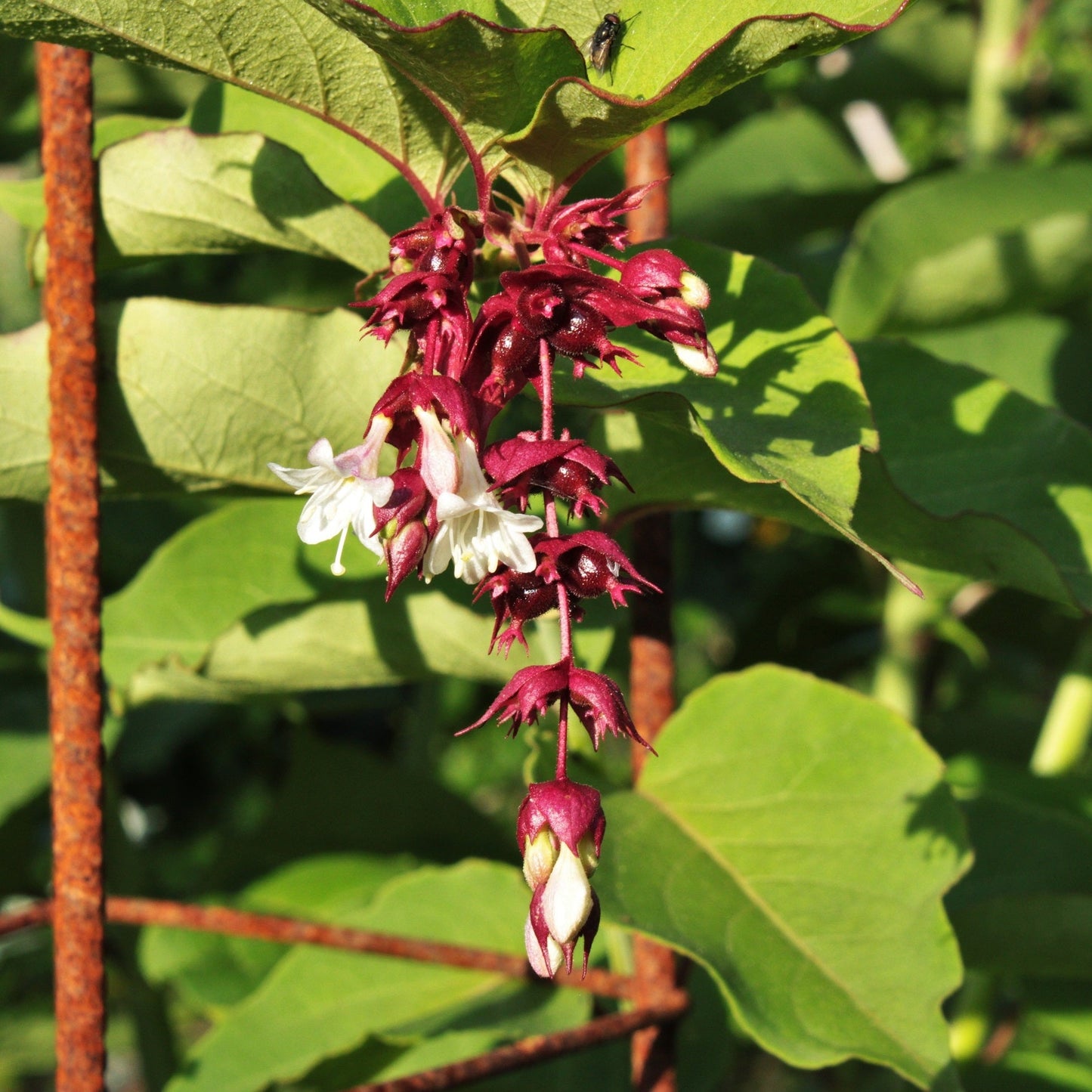 ARBRE AUX FAISANS Le Jardin Mellifere