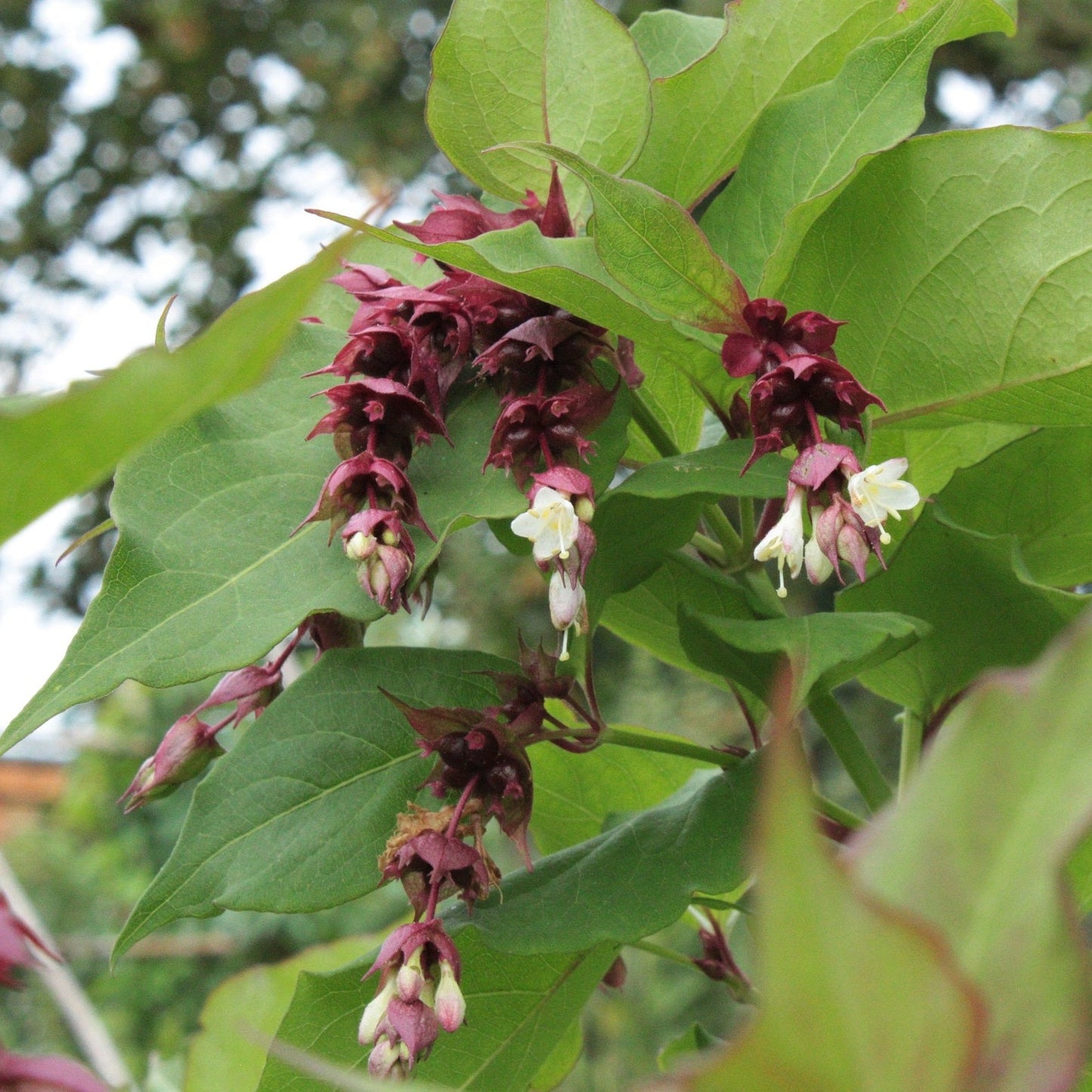 ARBRE AUX FAISANS Le Jardin Mellifere