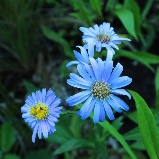 ASTER NOVI BELGII Le Jardin Mellifere