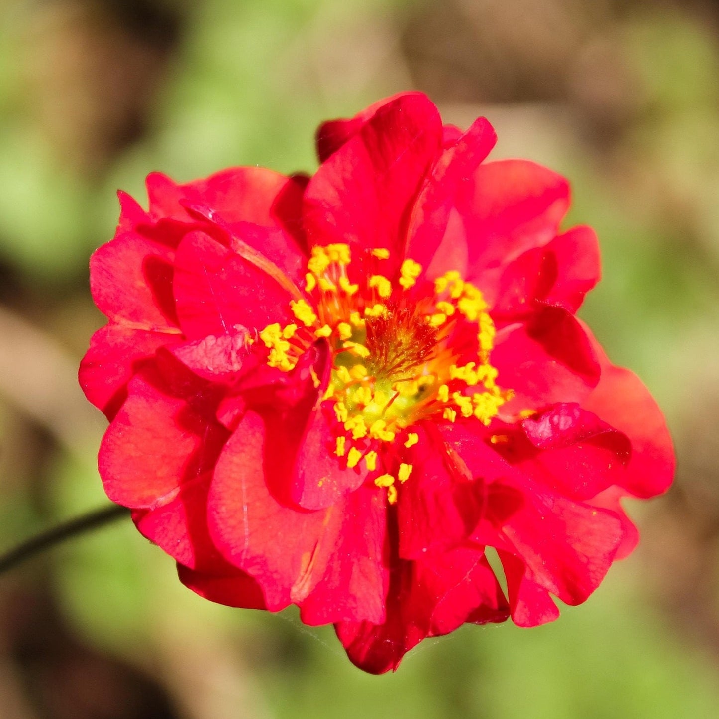 GEUM BLAZING SUNSET