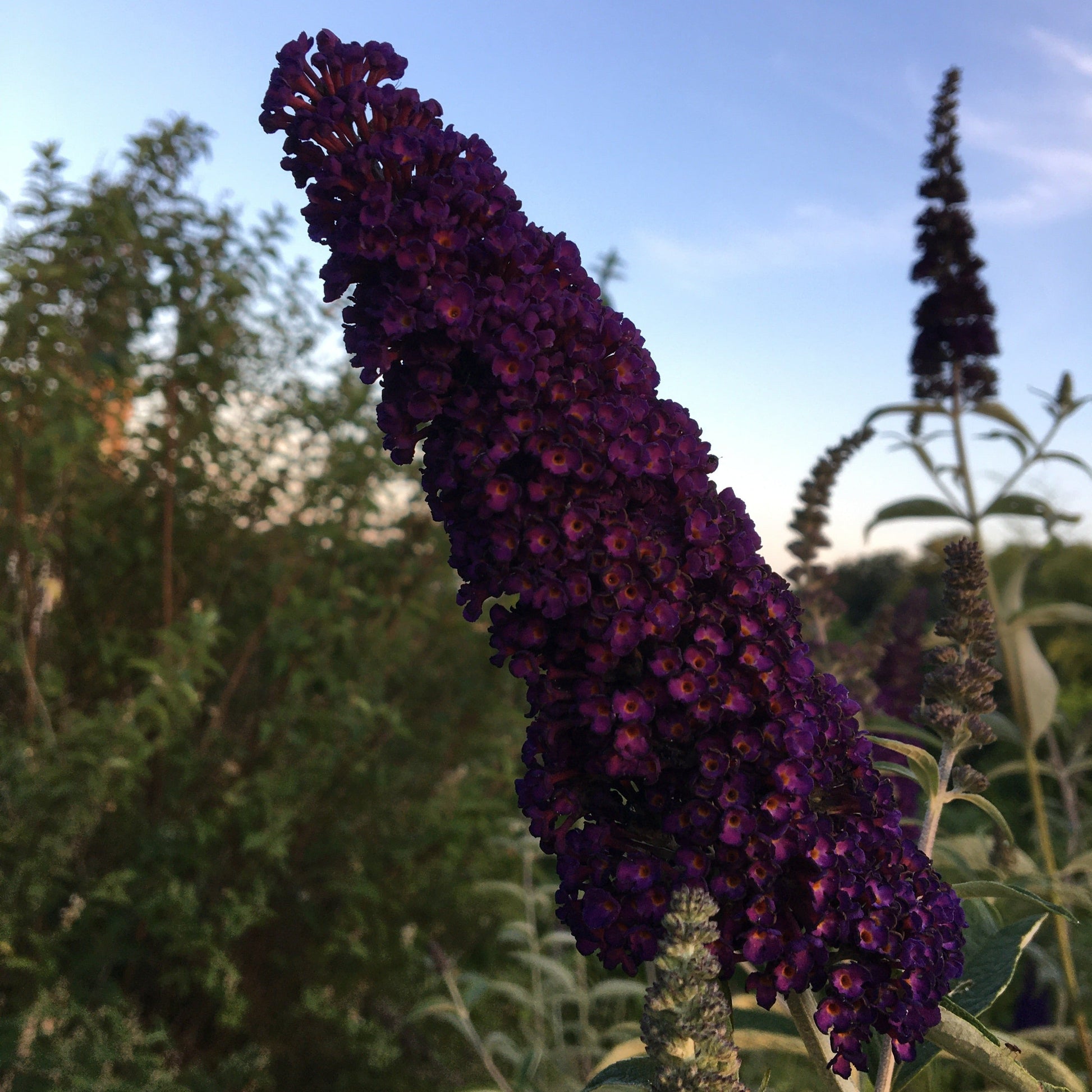 BUDDLEIA BLACK KNIGHT Le Jardin Mellifere