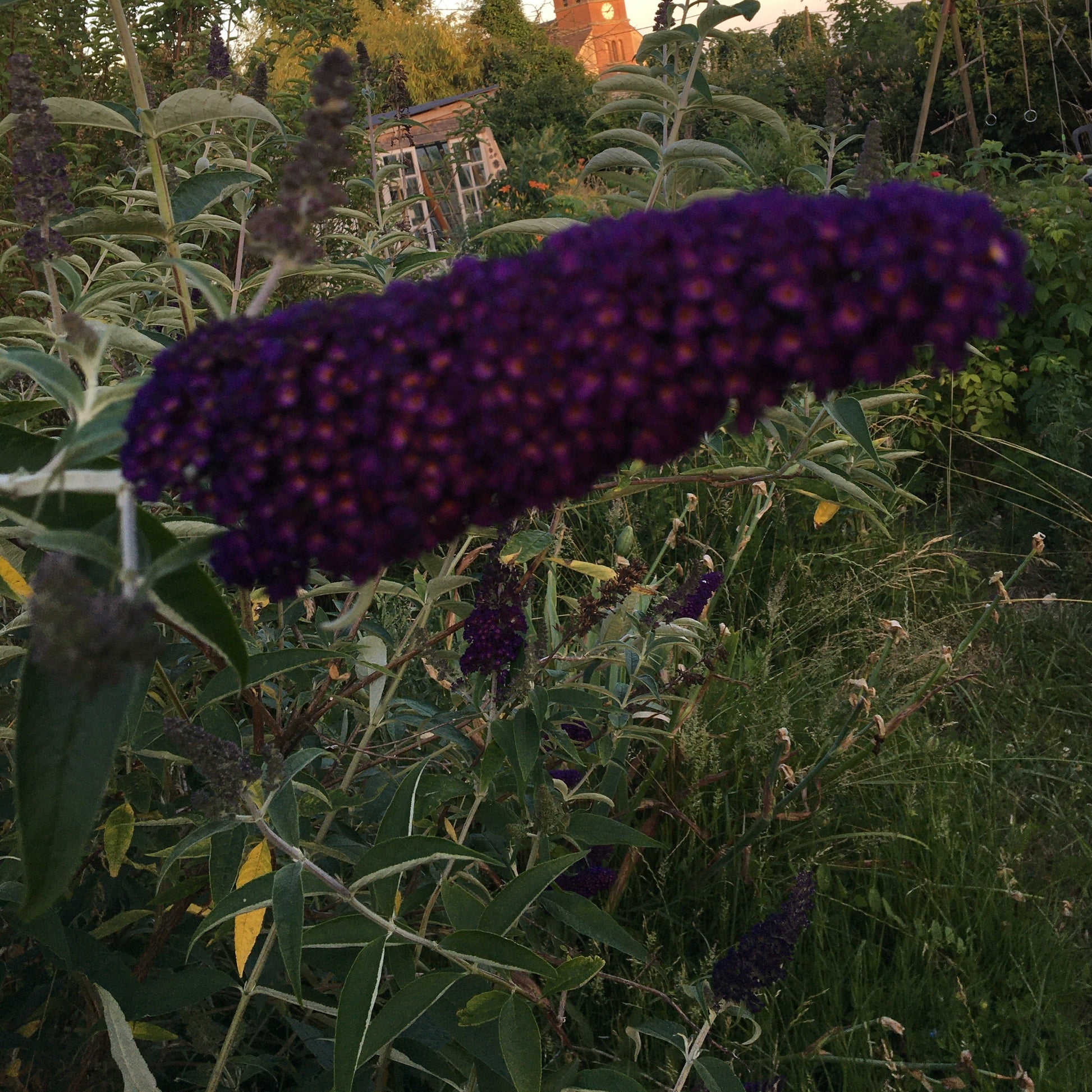 BUDDLEIA BLACK KNIGHT Le Jardin Mellifere