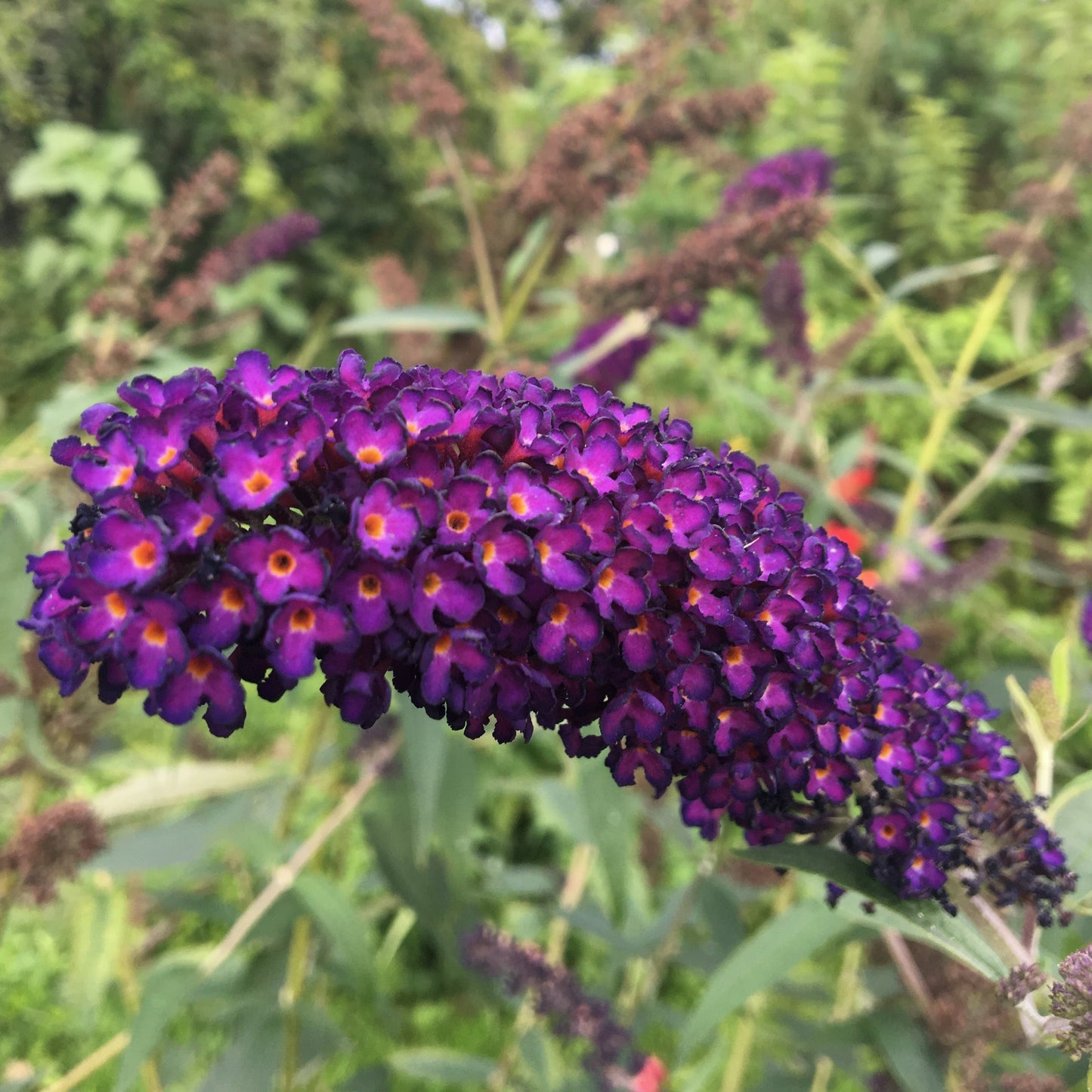 BUDDLEIA BLACK KNIGHT Le Jardin Mellifere