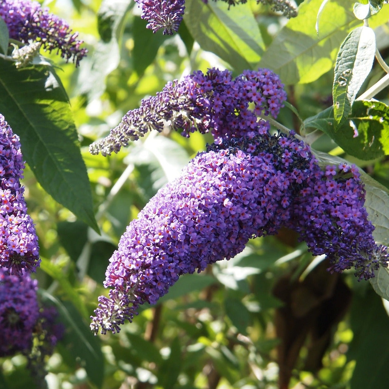 BUDDLEIA PINK Le Jardin Mellifere