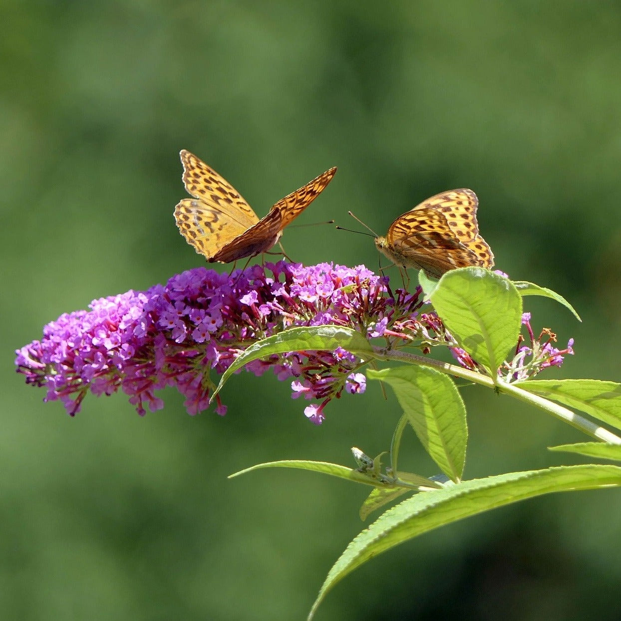 BUDDLEIA PINK Le Jardin Mellifere