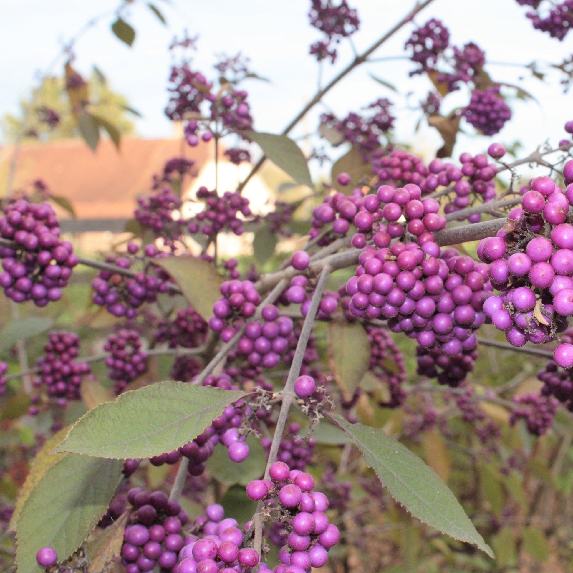 CALLICARPA BODINIERI PROFUSION Le Jardin Mellifere