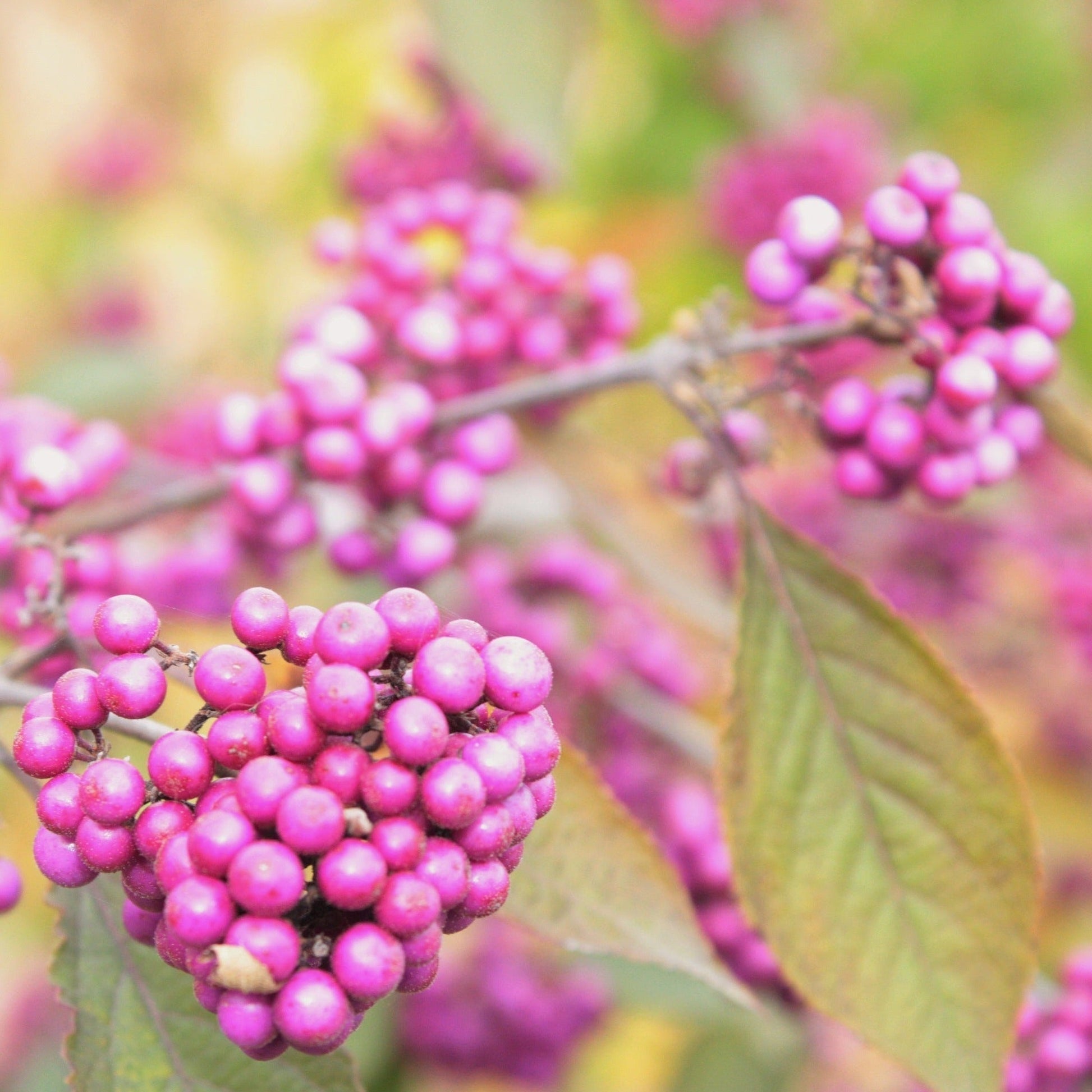 CALLICARPA BODINIERI PROFUSION Le Jardin Mellifere