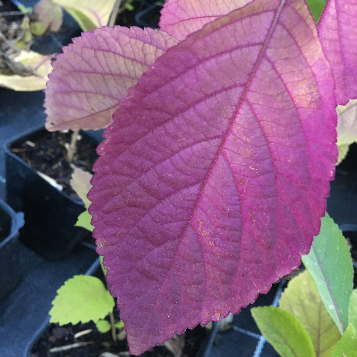 CALLICARPA BODINIERI PROFUSION Le Jardin Mellifere