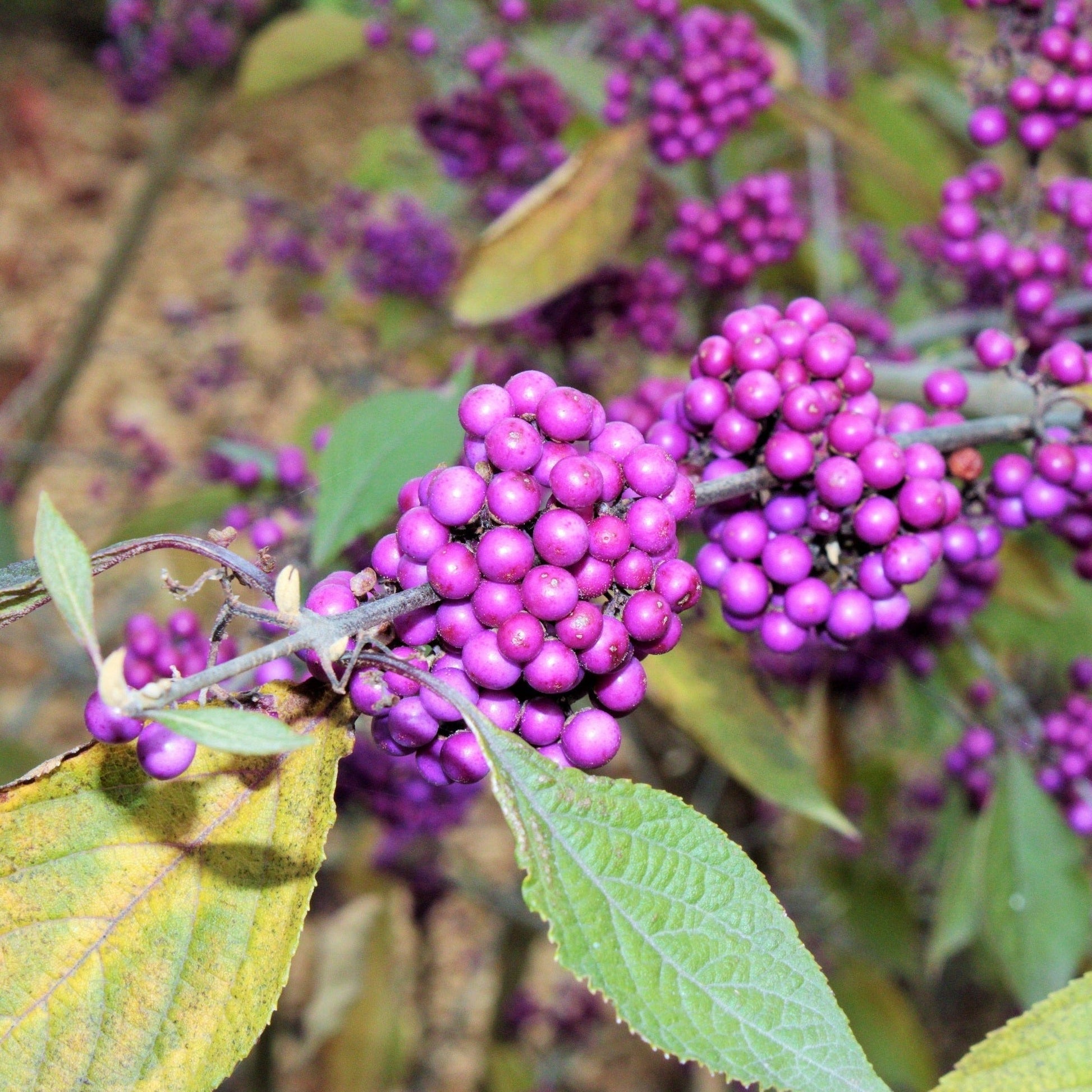 CALLICARPA BODINIERI PROFUSION Le Jardin Mellifere