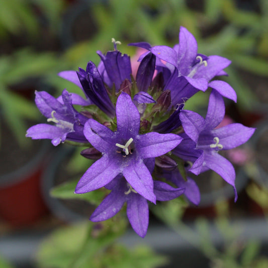 CAMPANULE A BOUQUET Le Jardin Mellifere