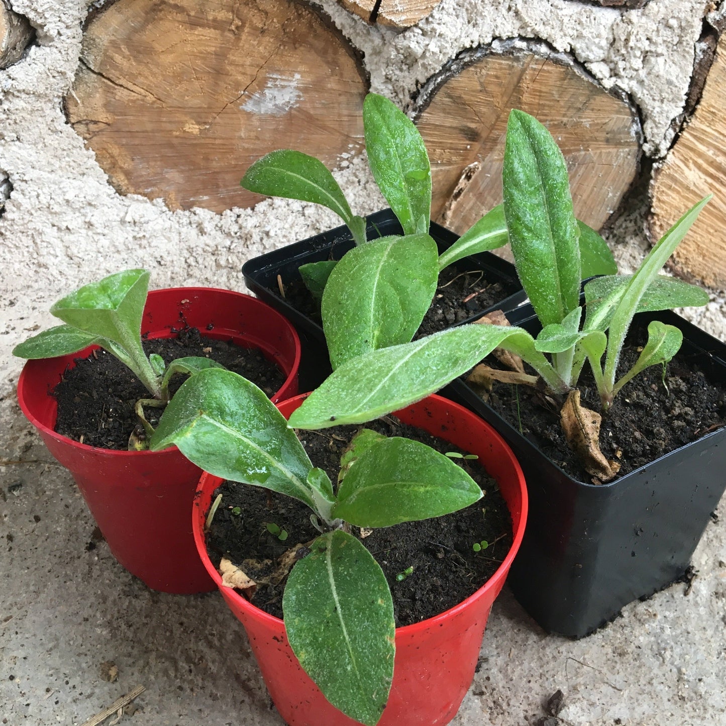 CENTAUREA MONTANA Le Jardin Mellifere