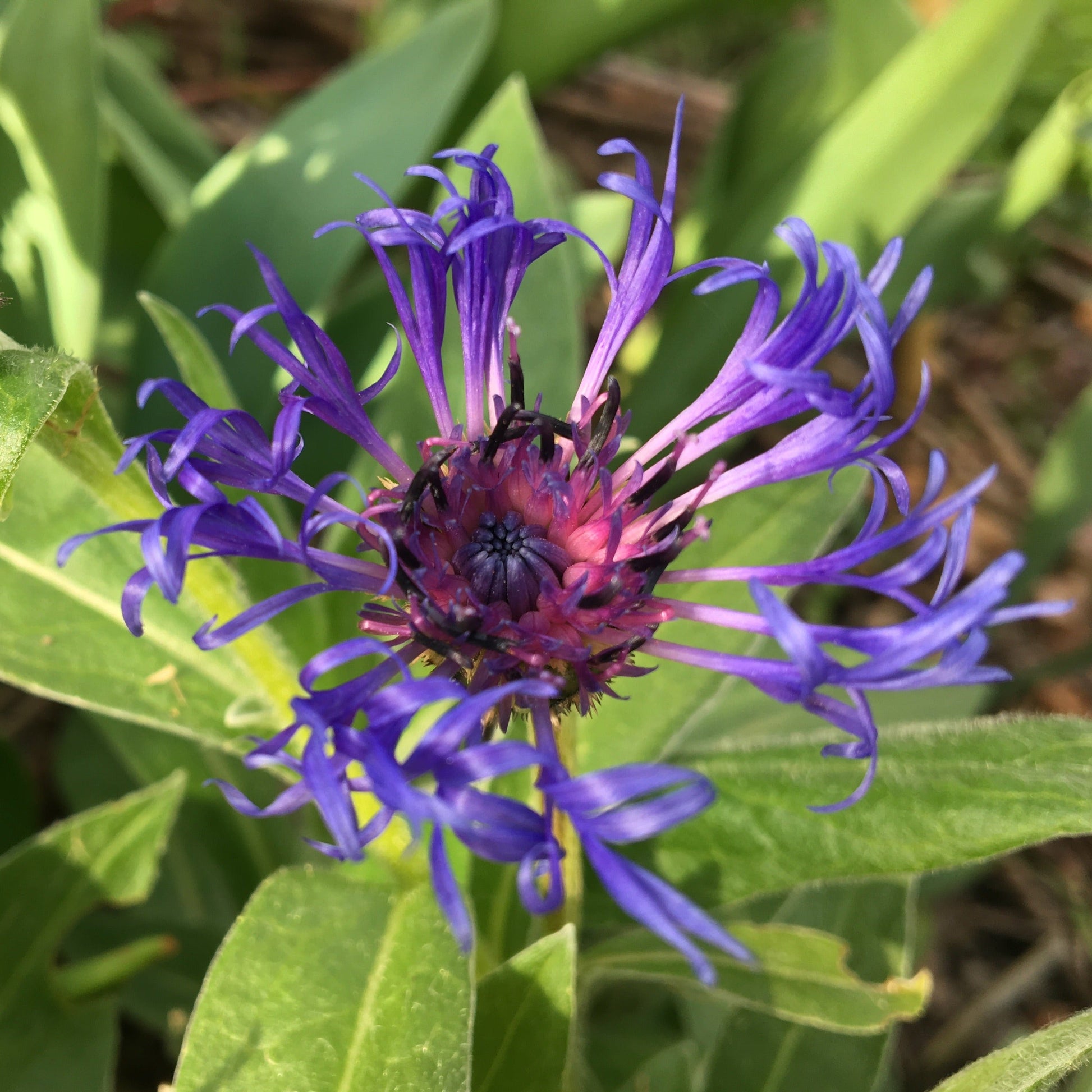 CENTAUREA MONTANA Le Jardin Mellifere