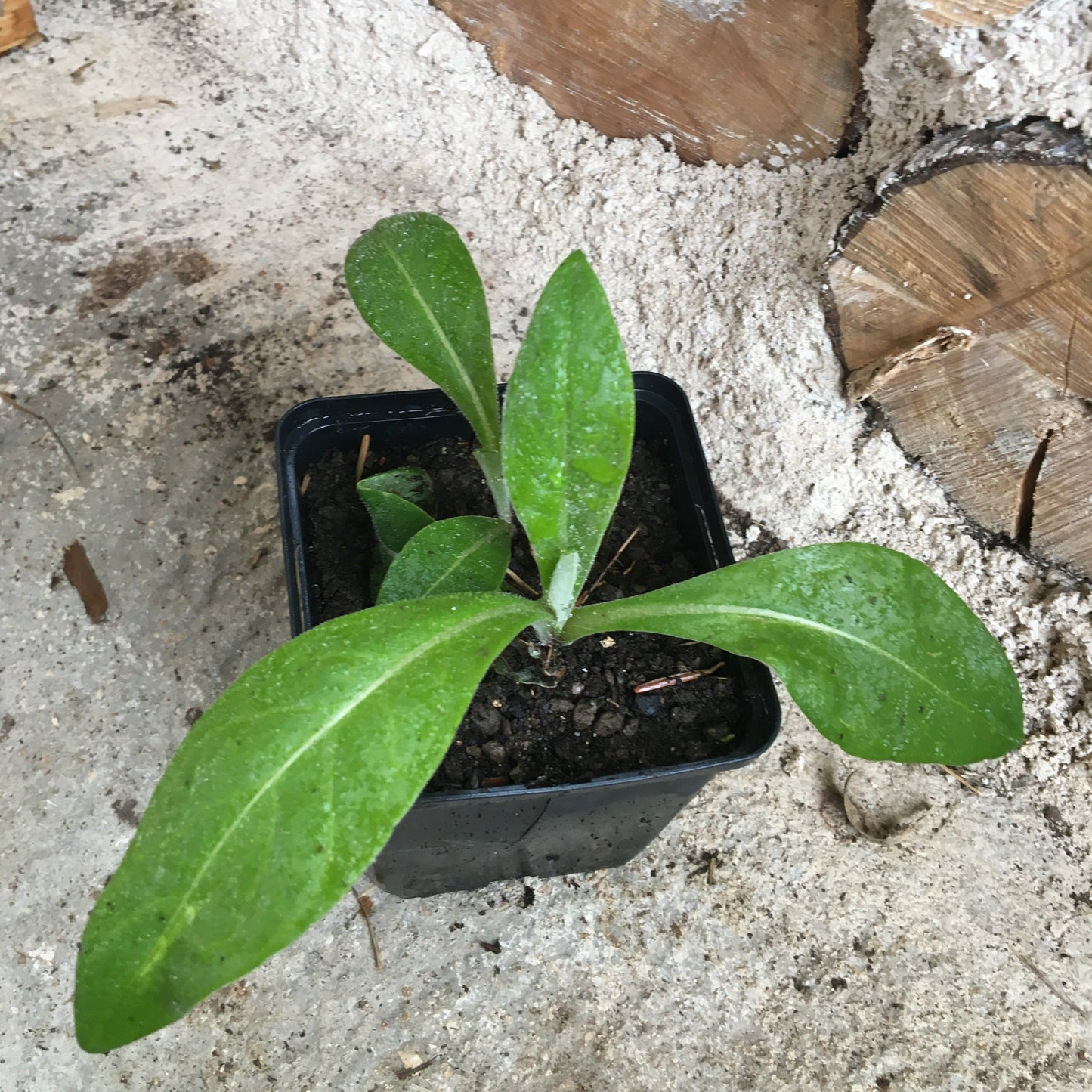 CENTAUREA MONTANA Le Jardin Mellifere