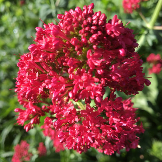 CENTRANTHUS RUBER Le Jardin Mellifere