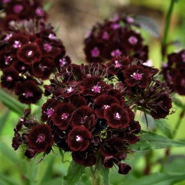 ŒILLET DE POETE SOOTY "Dianthus barbatus Nigrescens"