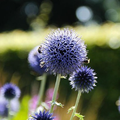 ECHINOPS RITRO BOULE AZUREE Le Jardin Mellifere