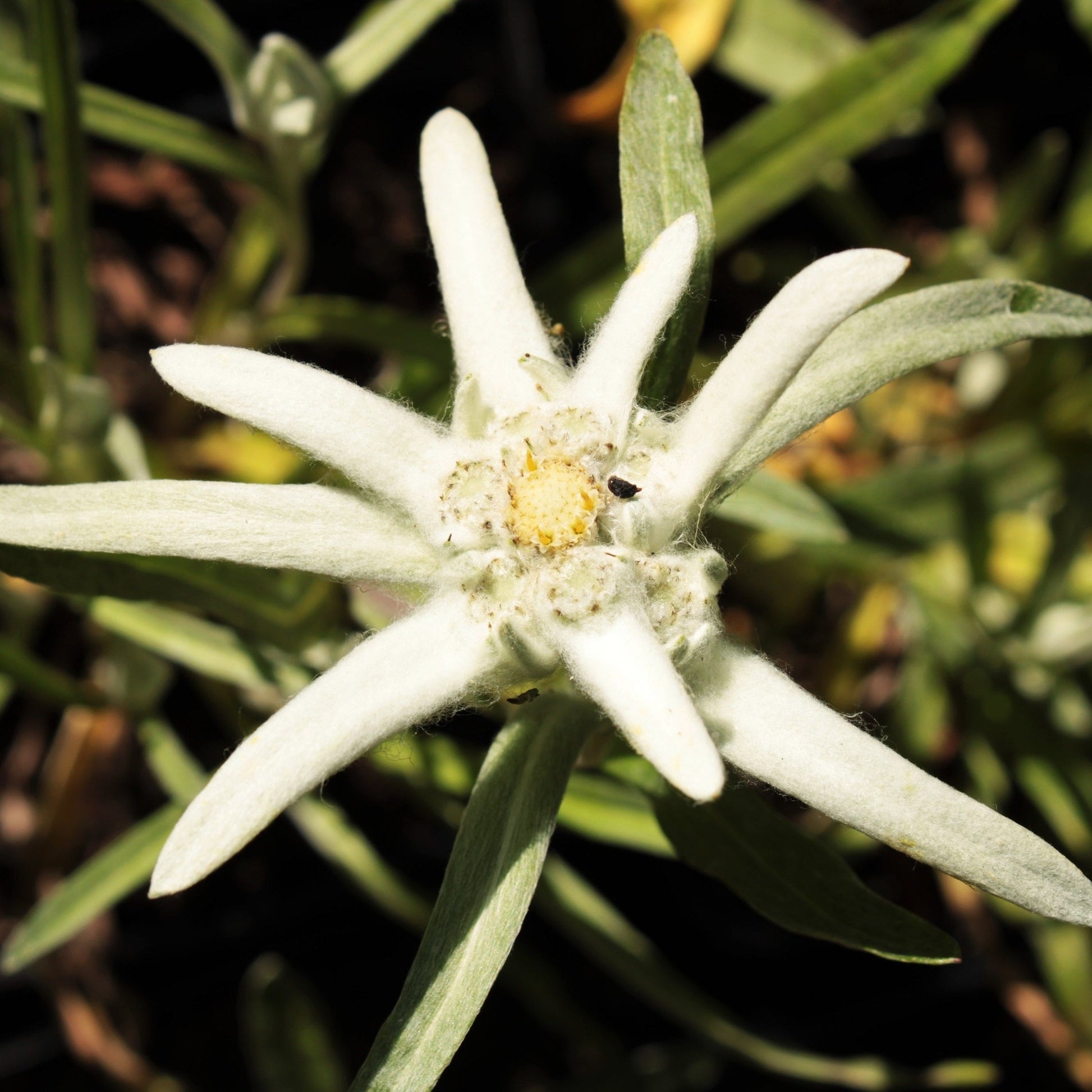 EDELWEISS DES ALPES Le Jardin Mellifere