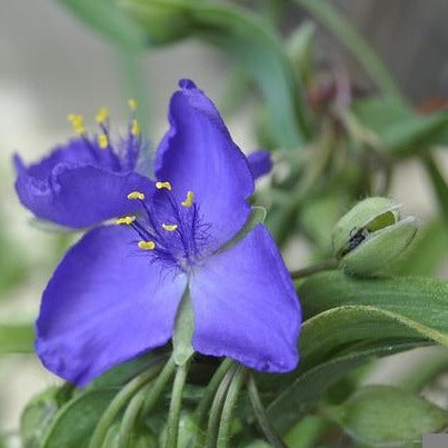 EPHEMERE DE VIRGINIE Le Jardin Mellifere