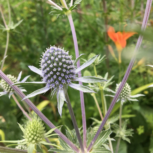 ERINGIUM PLANUM Le Jardin Mellifere