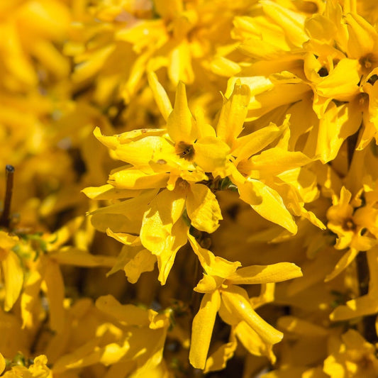 FORSYTHIA Le Jardin Mellifere