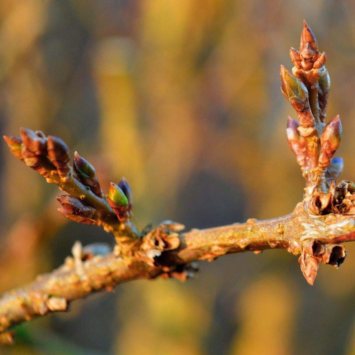 FORSYTHIA Le Jardin Mellifere