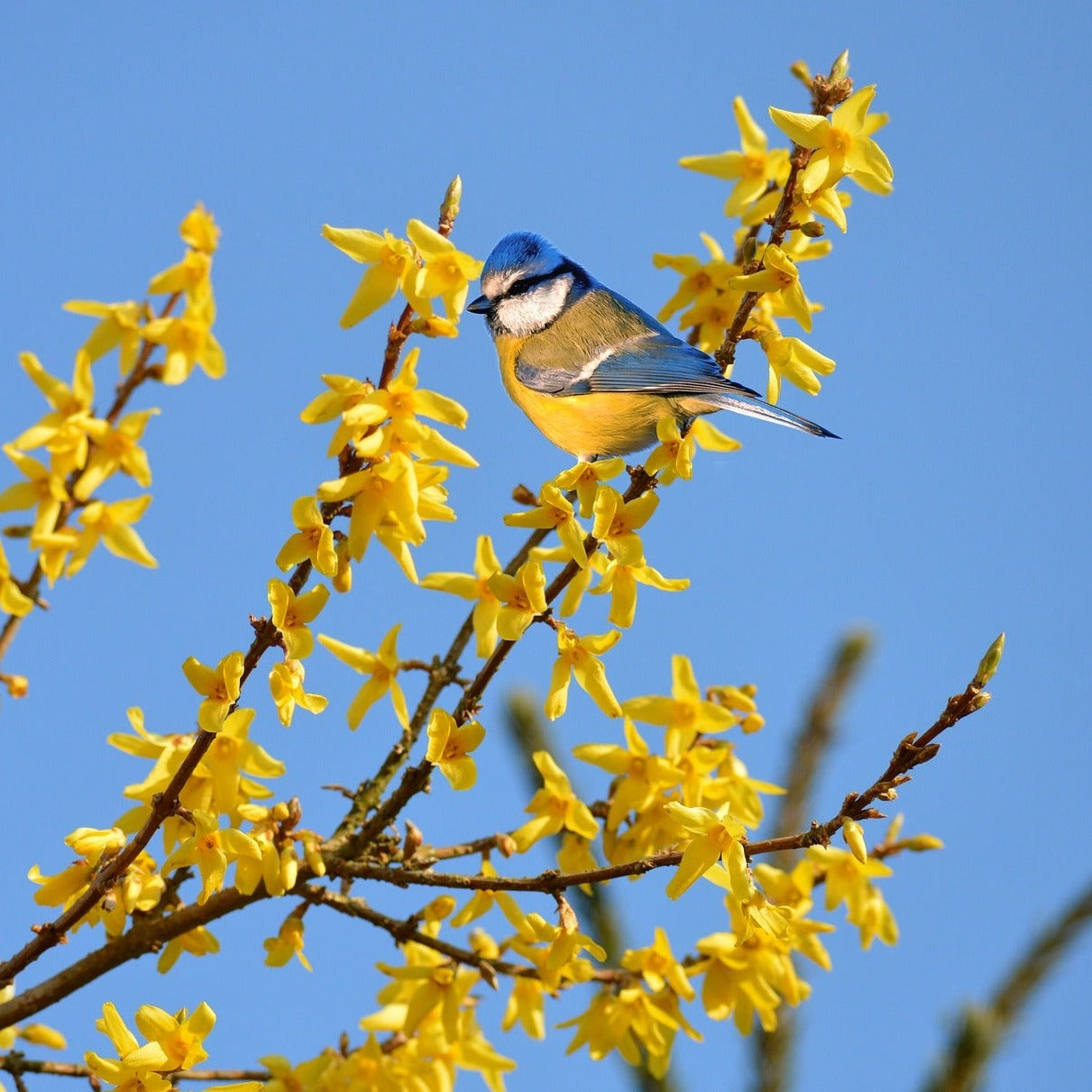 FORSYTHIA Le Jardin Mellifere