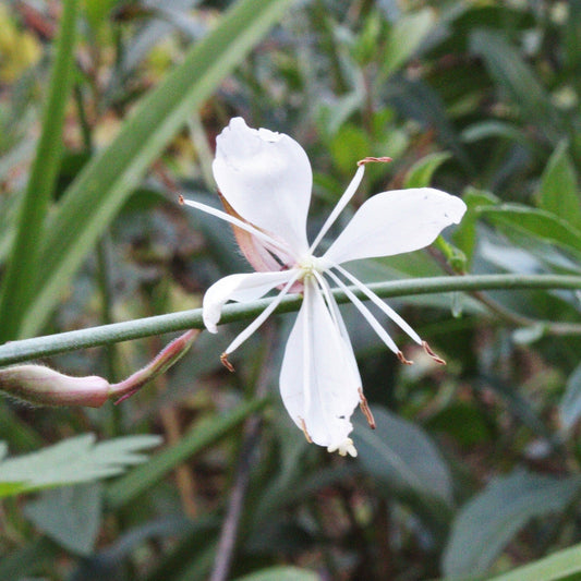 GAURA LINDHEIMERI BLANC Le Jardin Mellifere